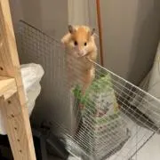 むぎちゃんハウスの画像