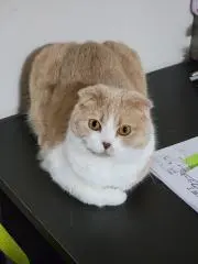 みいきちの画像