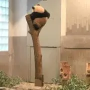 【値段相談可能】シャンシャン推しの画像