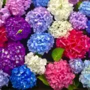 ♡ミミ♡の画像