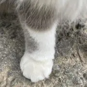 キョエ坊の画像