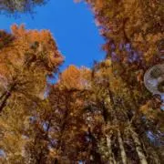 ねねの画像