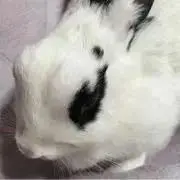 まゆこ