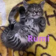 rumi