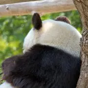 らっちゅんの画像