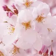 まろたの画像