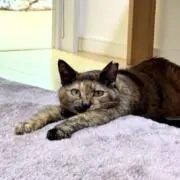 きむら