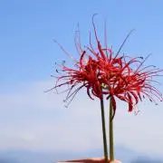 プロフ必読の画像