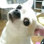 あゆ