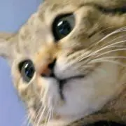 みるの画像
