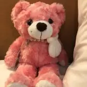 こぐまの画像