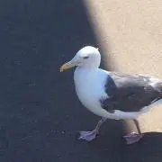 聖☆ぐでろー☆