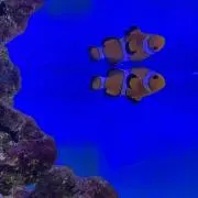 Eiの画像