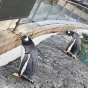 トマト    (リピーター値引きあり)の画像