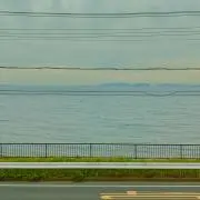 カンガルーの画像