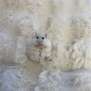 gomaの画像