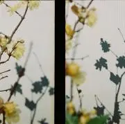 tamamの画像