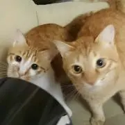 あずきの画像