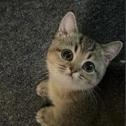 ももの画像