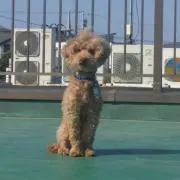 チャン太
