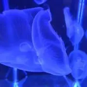 あおいの画像