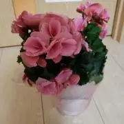 Shu　プロフご一読くださいの画像