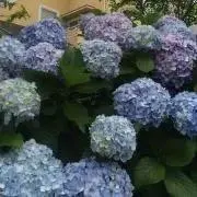 紫陽花