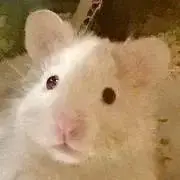 こつぶの画像