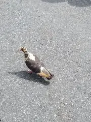 鳩の画像