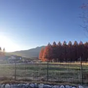 naoの画像