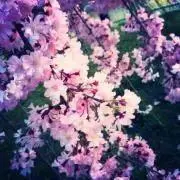 Bloomsの画像
