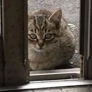 s a s aの画像