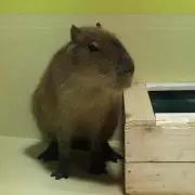 kappi