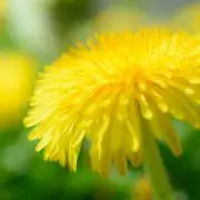 あやせの画像