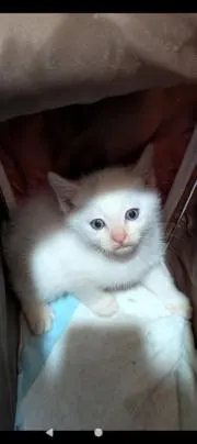 Rの画像