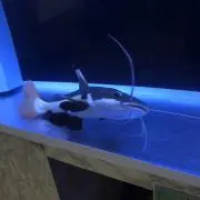 ママン
