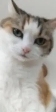 ありんこの画像
