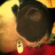 momomama