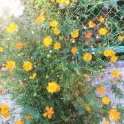poporinの画像
