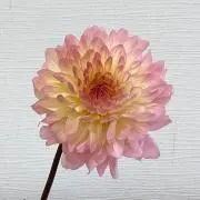 ますりんの画像