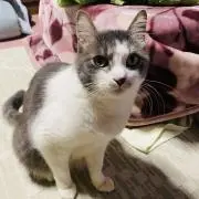 aki