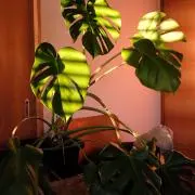 maxの画像