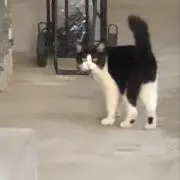 ももの画像