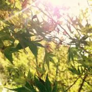 ハルモモの画像