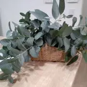 greeeenユーカリ★