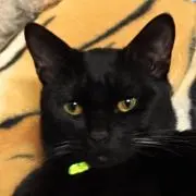 おしおの画像