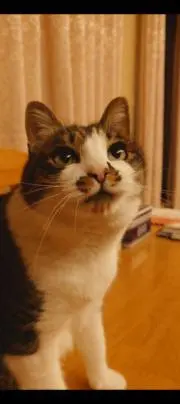 まるちゃんの画像