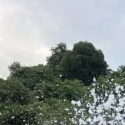 つゆの画像