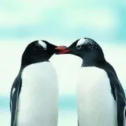 みぱ