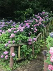 ウサギの画像